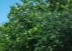 IMG_0342